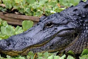 Alligator
