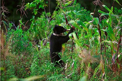 Bear feeding on corn