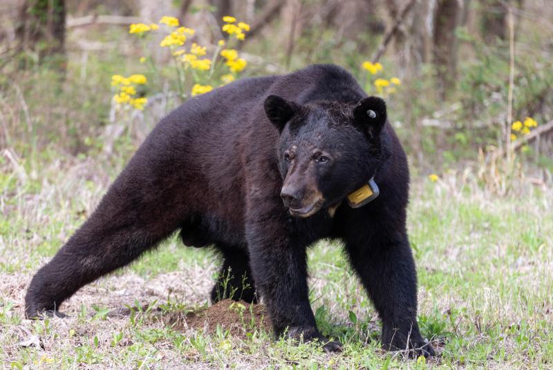 Collared Black Bear