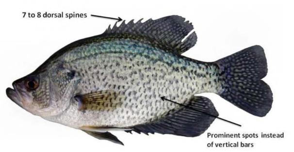 Black Crappie
