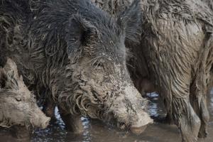 Close-up of group of wild hogs in muddy water