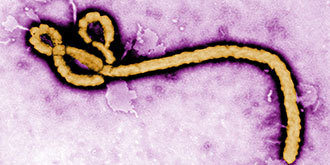 ebola virus