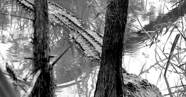 Alligator in a swamp