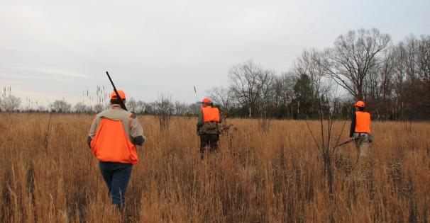 quail hunt