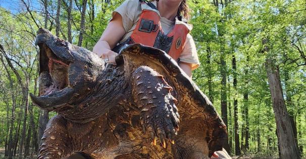 Alligator Snapping Turtle