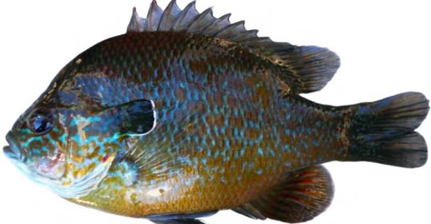 Longear Sunfish