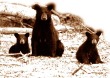 Mother bear and cubs