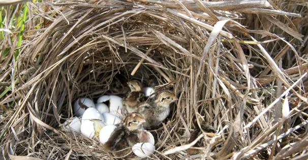 Quail Chicks