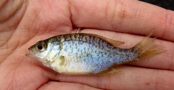 Closeup of redear fingerling on person's hand