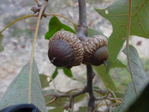 Southern red oak acorns