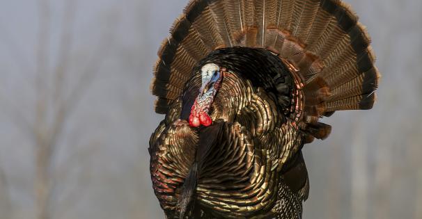 Eastern Wild Turkey (Meleagris gallopavo silvestris)