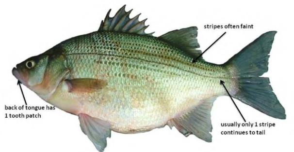 White Bass