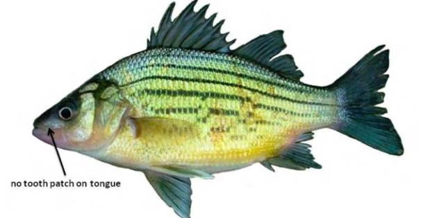 Yellow Bass