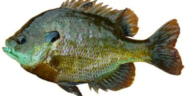 Bluegill