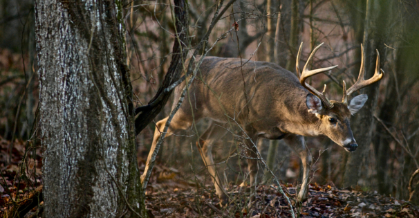 Deer Banner November 2
