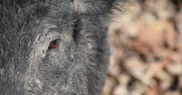 Wild hog 