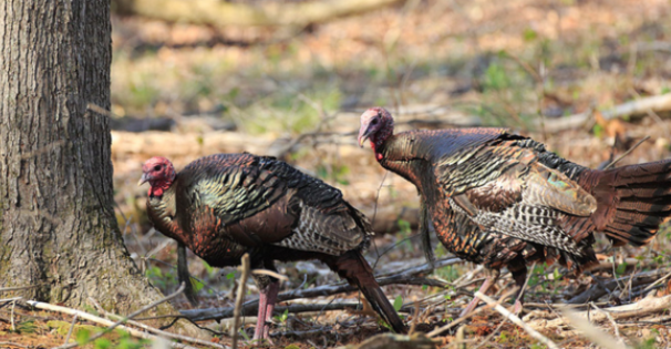 Turkeys in Mississippi
