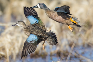Waterfowl Program Banner