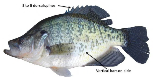 White Crappie
